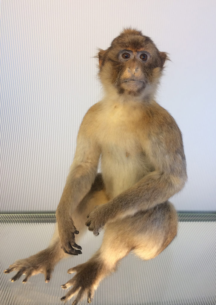MONKEY 47 Distillery Tours Monday 2017